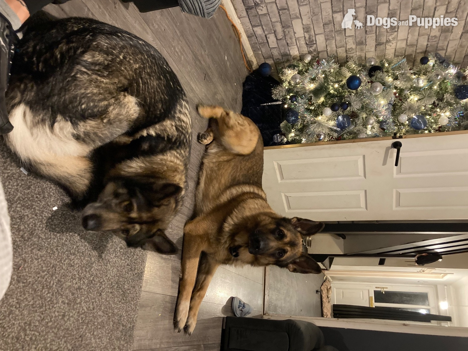 German Shepherd Puppies