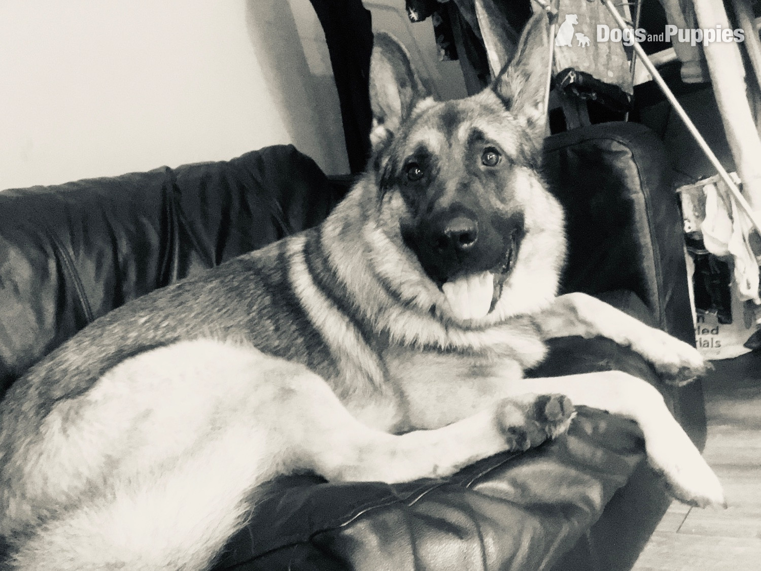 German Shepherd - Teddy age 5 GSD 