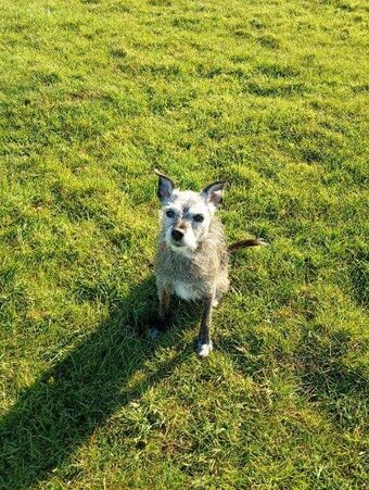 New home needed for small terrier.