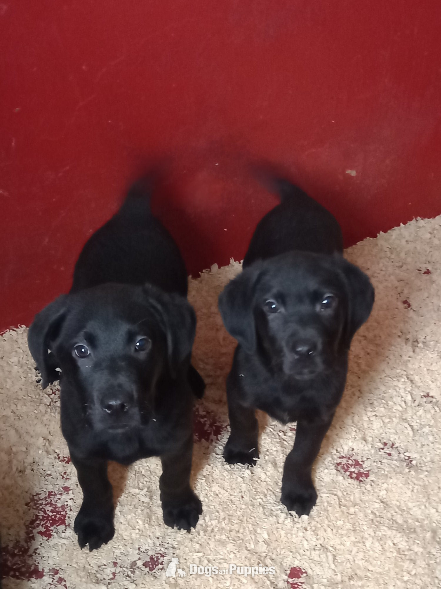 Stunning Black Labrador Female Puppies Ready Now. in {LOCATION}
