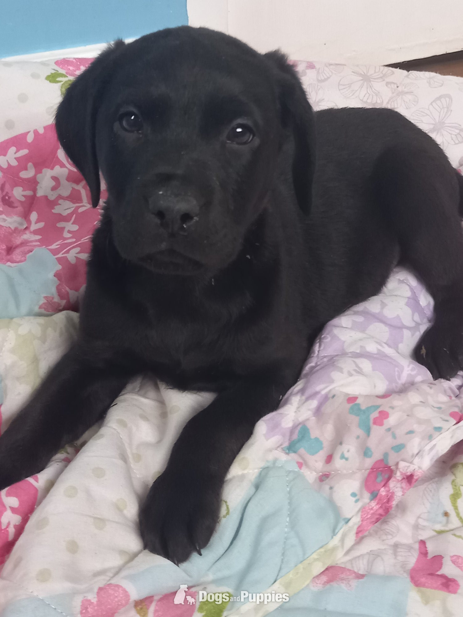 Labrador