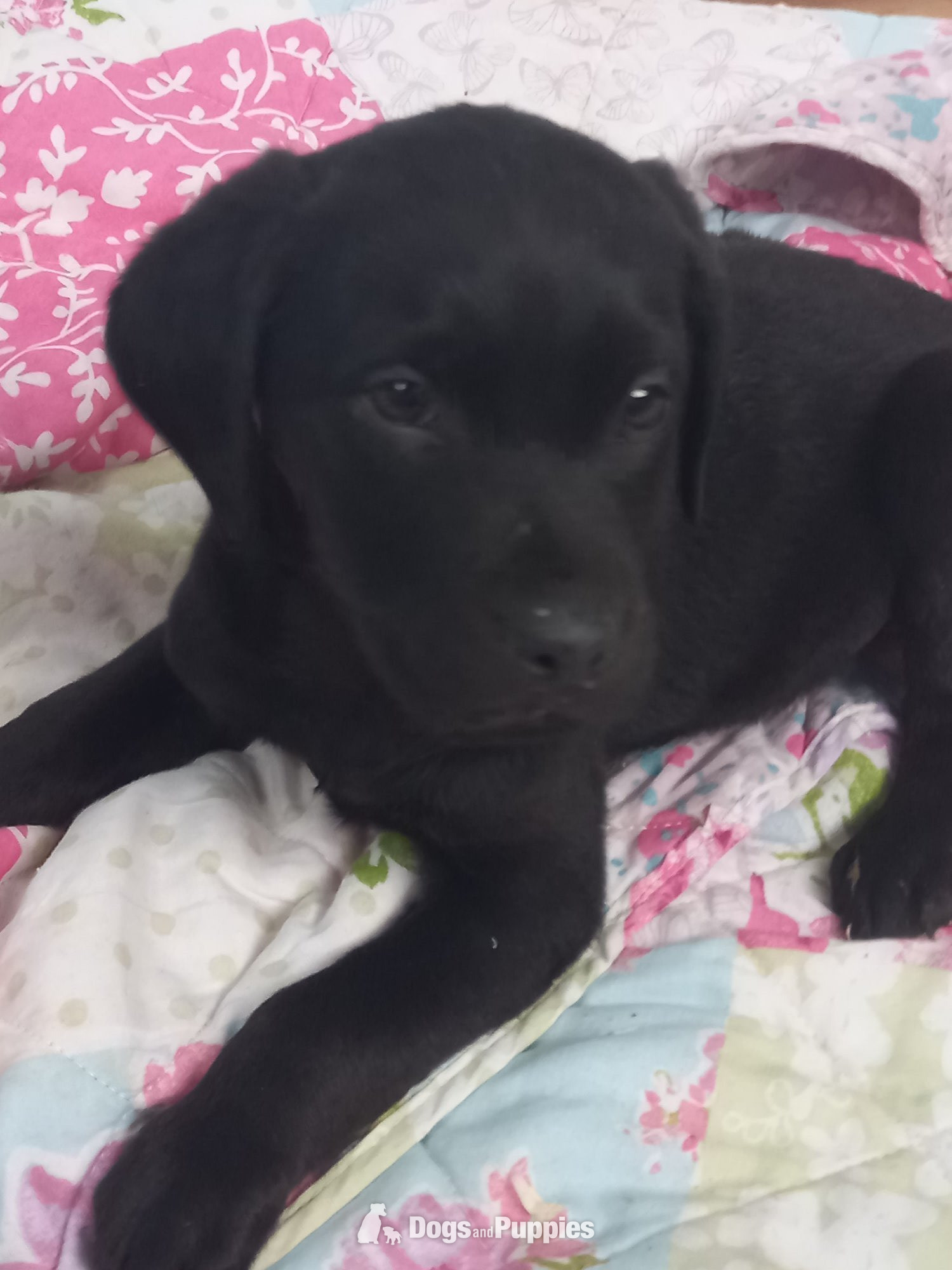 Labrador Puppies