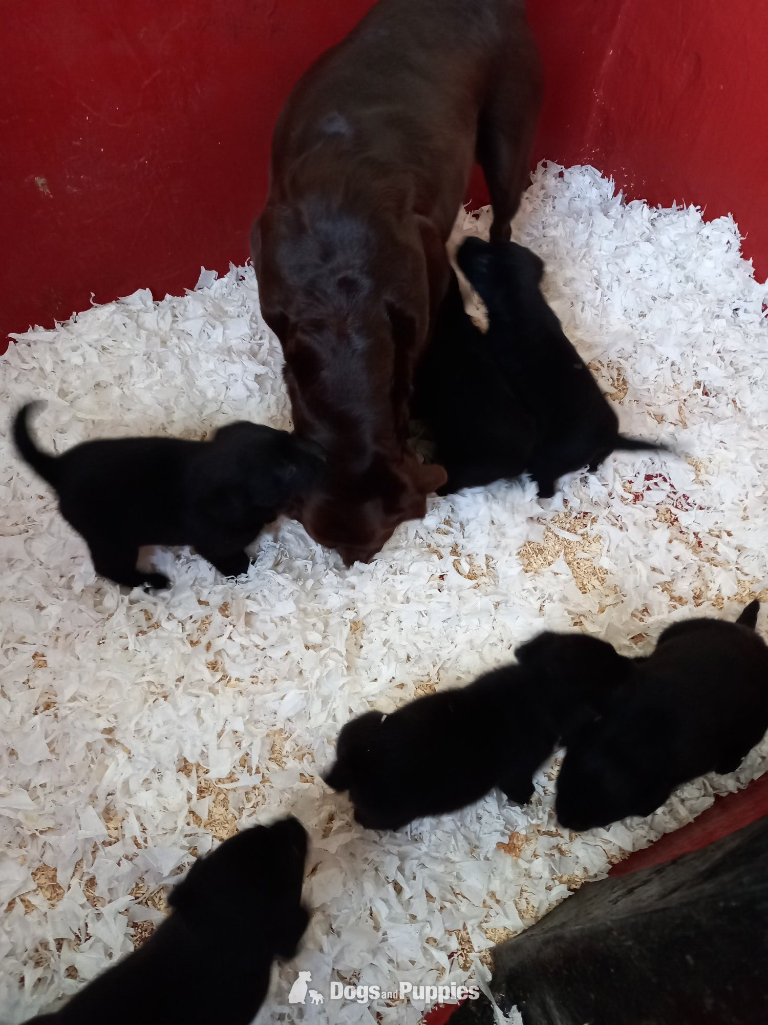 Labrador - Stunning Black Labrador Female Puppies Ready Now.