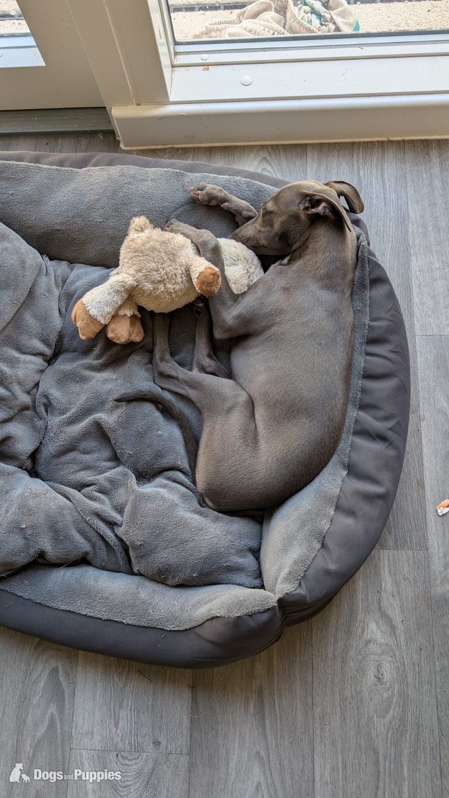 Whippet Puppy Female  in {LOCATION}