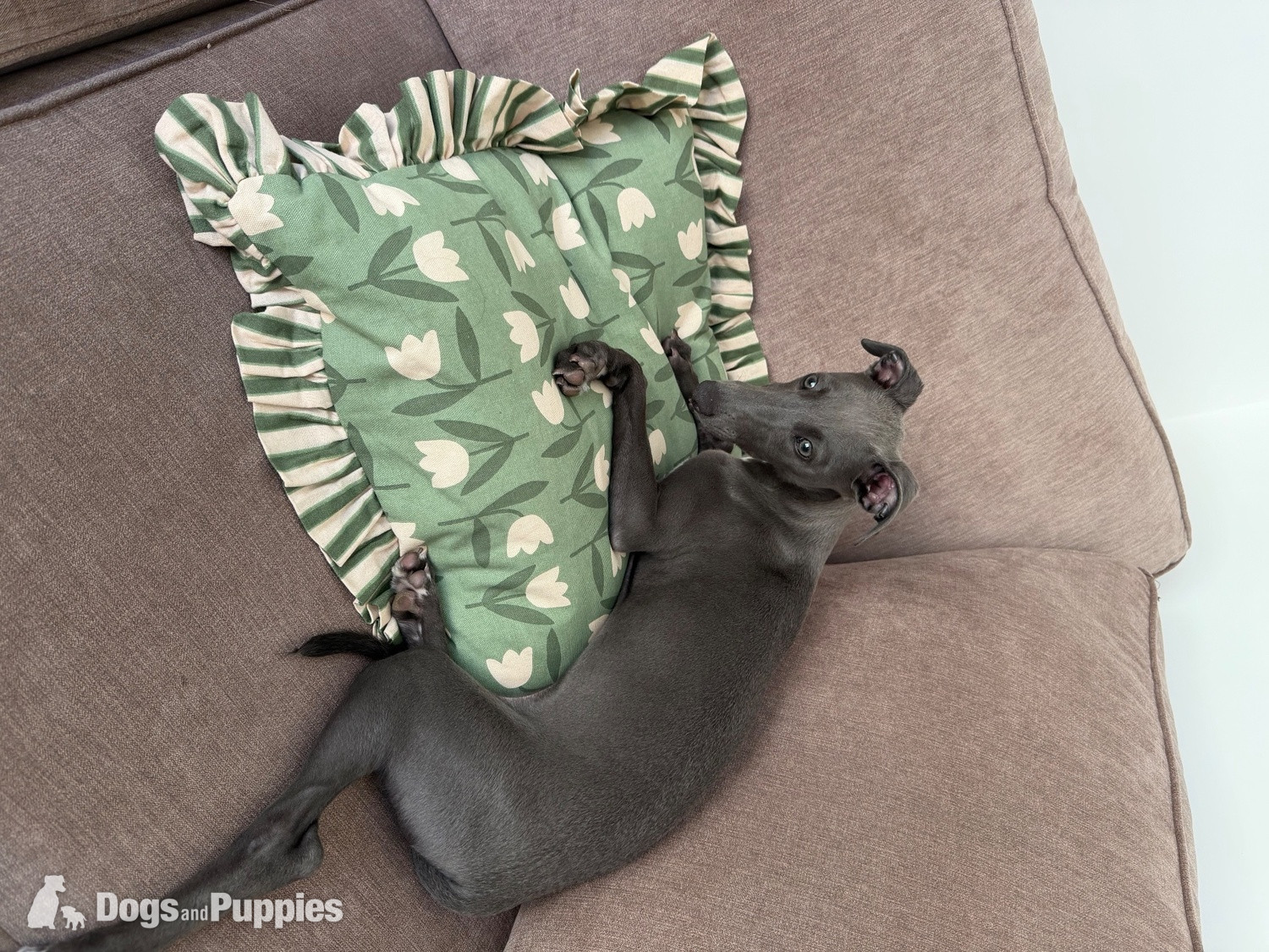 Whippet