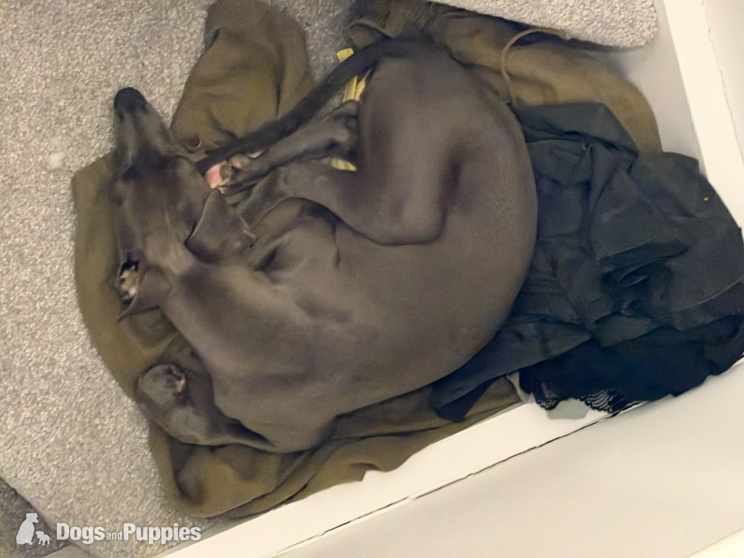 Whippet Puppies