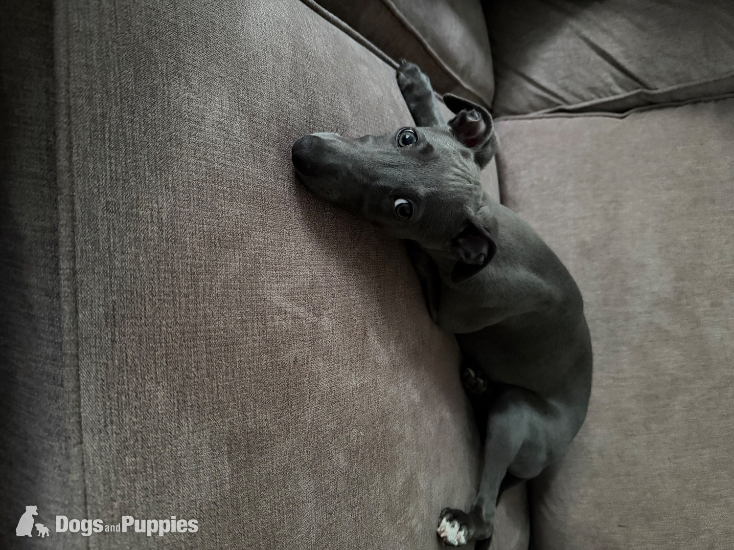 Whippet - Whippet Puppy Female 