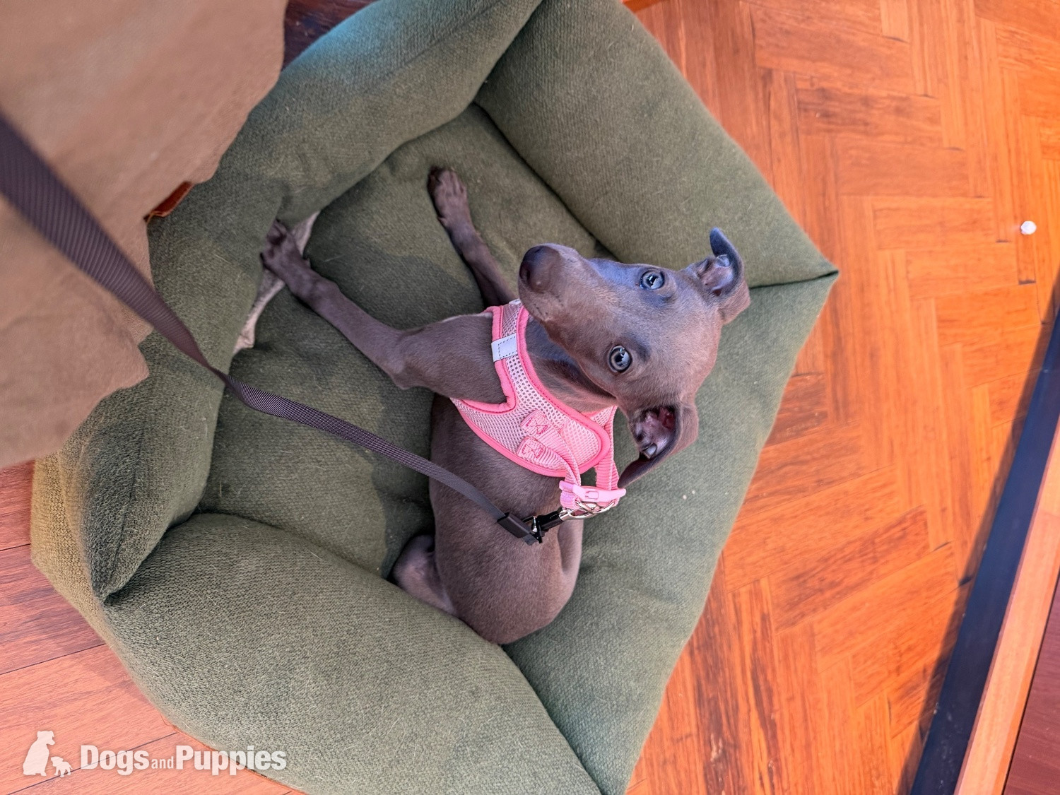 Whippet Puppy Female  - Whippet