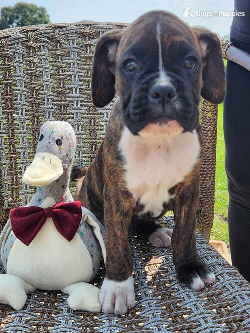 Boxer Puppies
