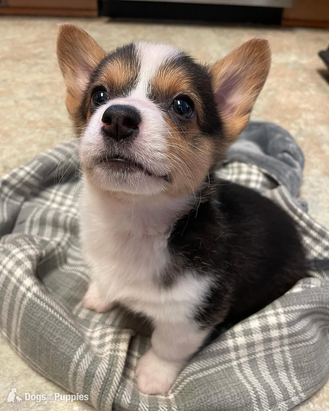 Pembroke welsh corgi puppies in {LOCATION}