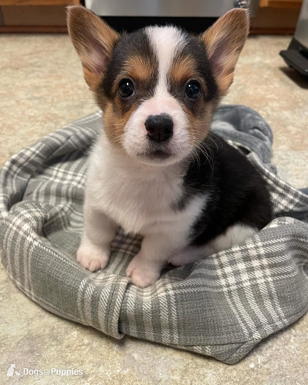 Pembroke Welsh Corgi