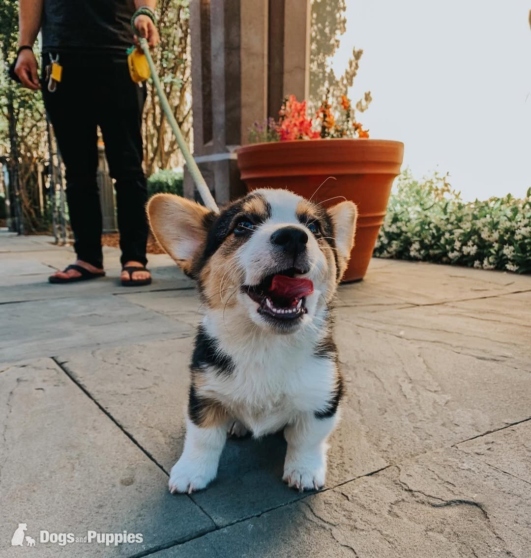 Pembroke Welsh Corgi Puppies