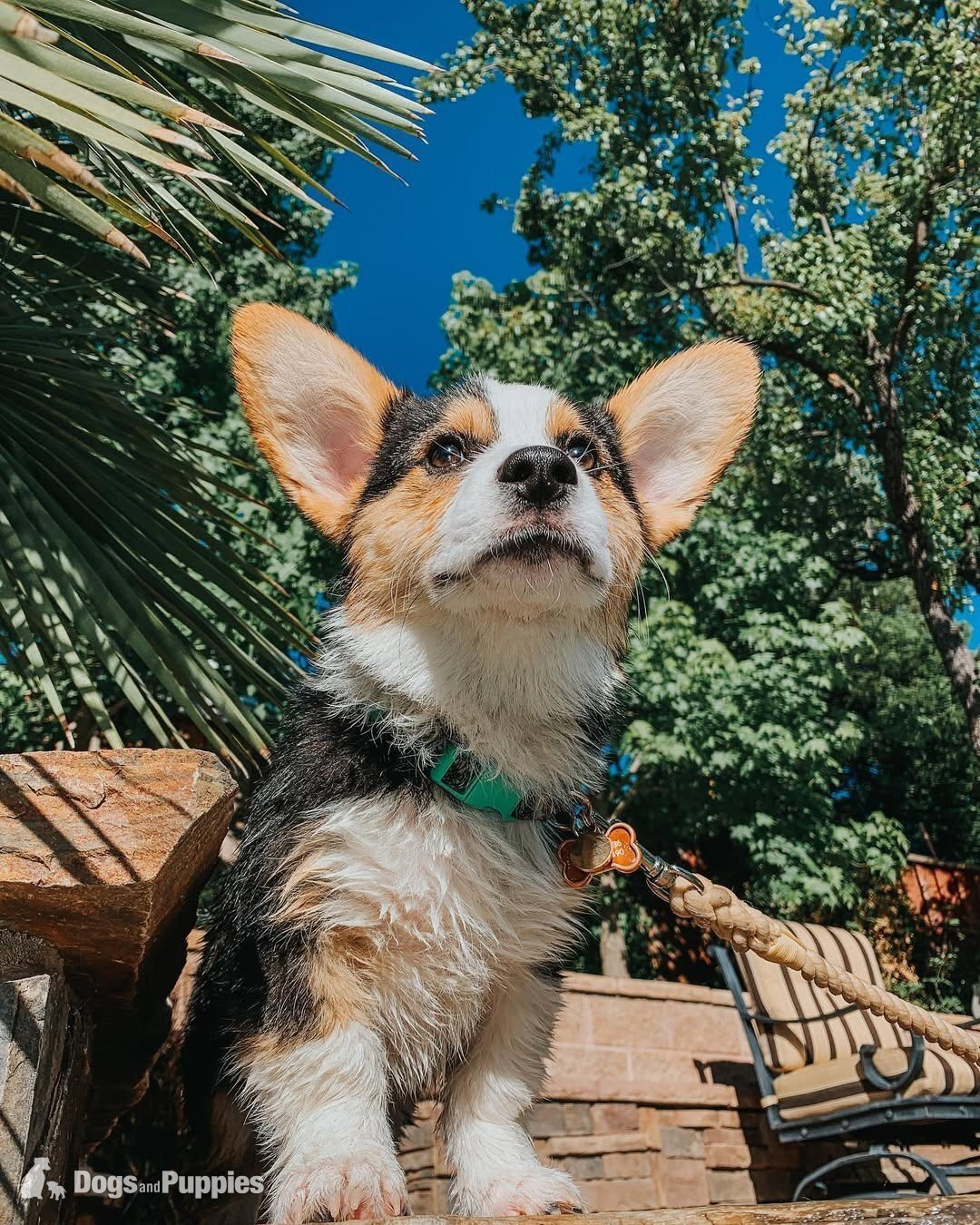 Pembroke Welsh Corgi - Pembroke welsh corgi puppies