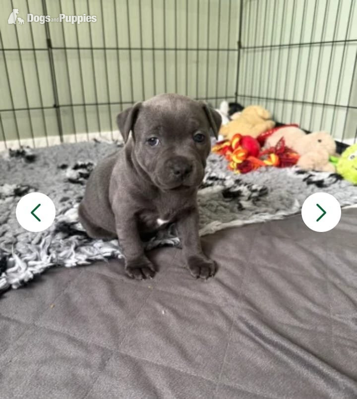 Staffordshire Bull Terrier