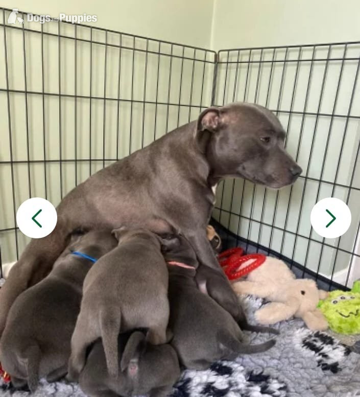 Staffordshire Bull Terrier Puppies