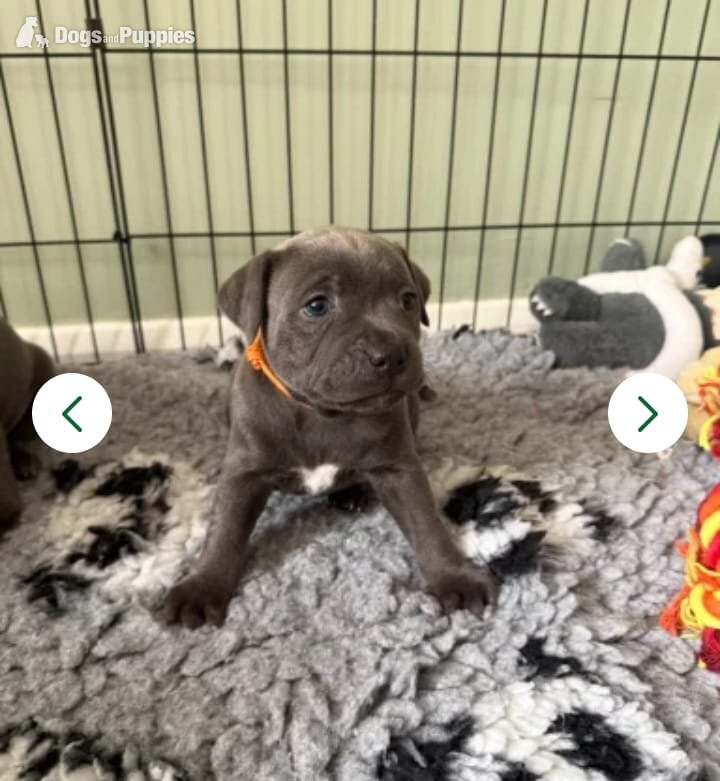 Staffordshire Bull Terrier - ??CHAMPION PHARAON?? blue Staffy puppies
