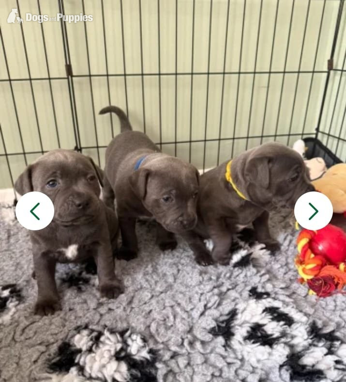 ??CHAMPION PHARAON?? blue Staffy puppies - Staffordshire Bull Terrier
