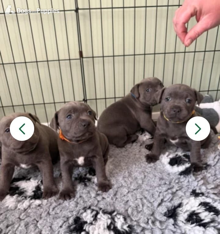 ??CHAMPION PHARAON?? blue Staffy puppies in {LOCATION}