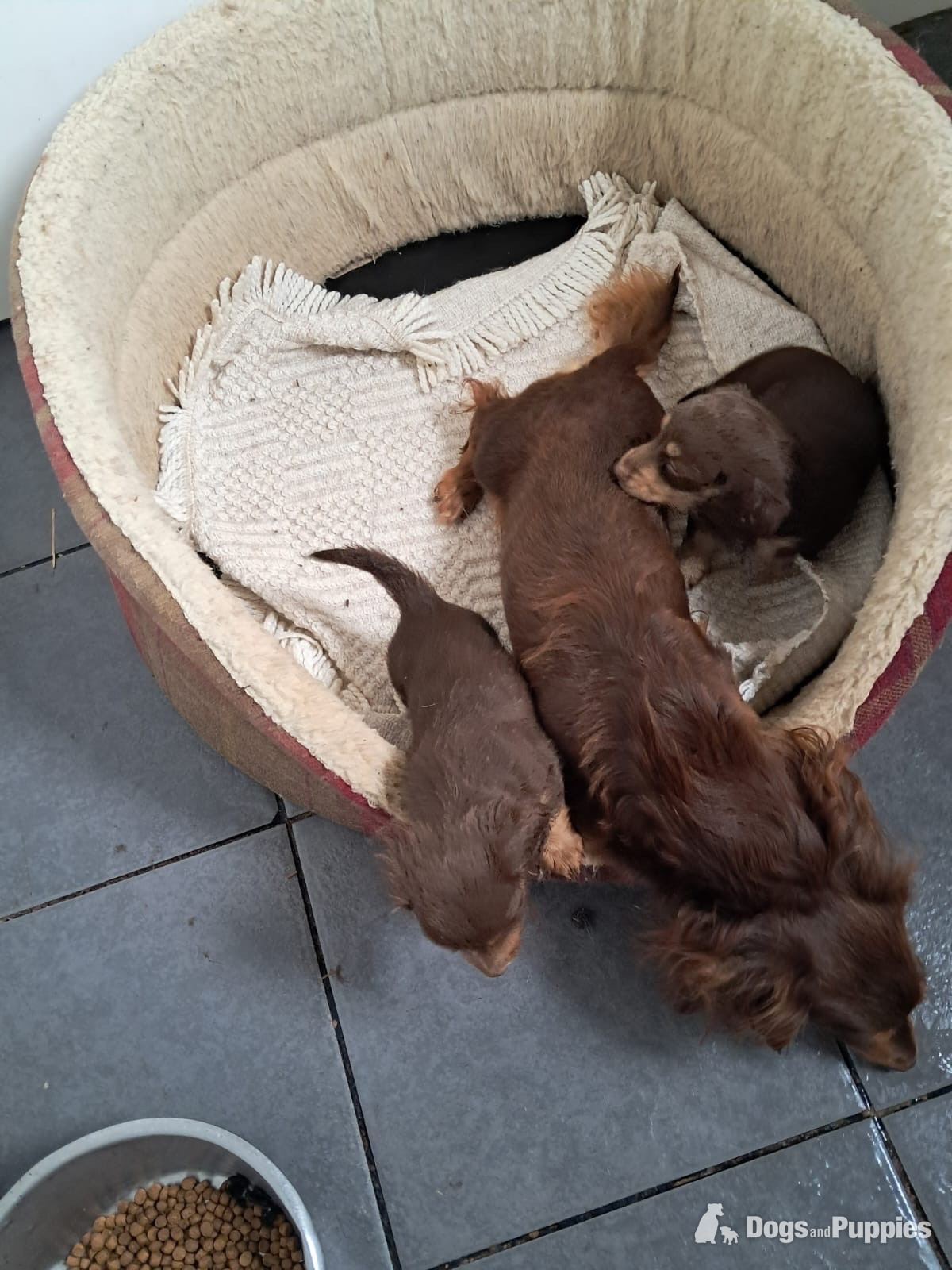 Beautiful long haired Dachshund puppies in {LOCATION}
