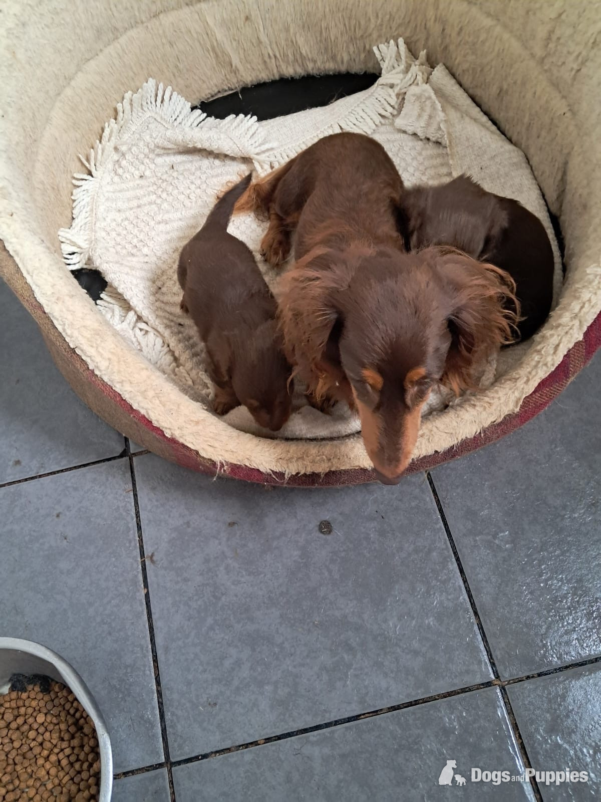 Dachshund
