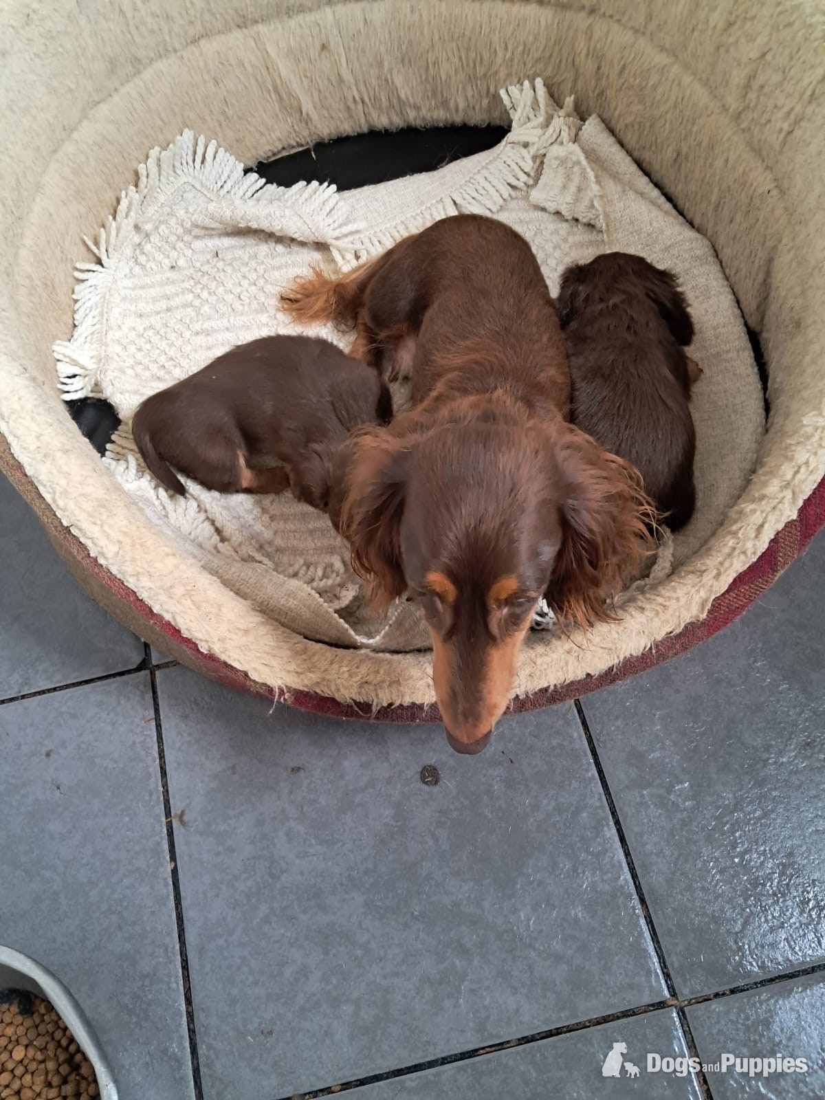 Dachshund Puppies