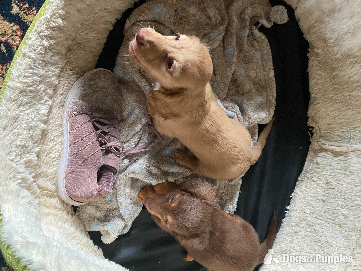 Dachshund - Beautiful long haired Dachshund puppies