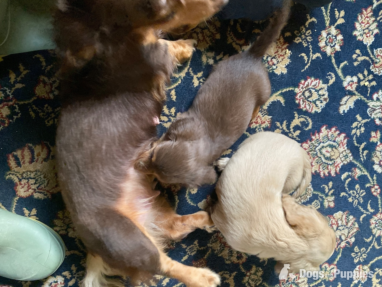 Beautiful long haired Dachshund puppies - Dachshund