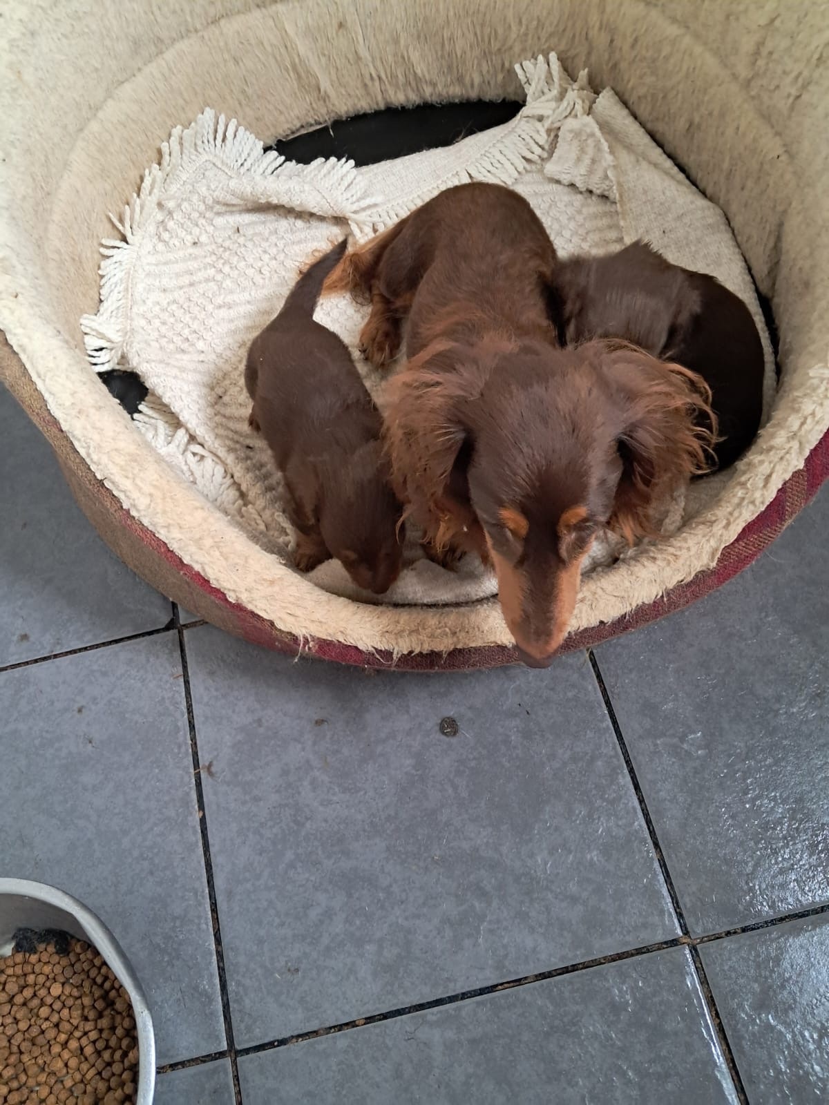 Dachshund