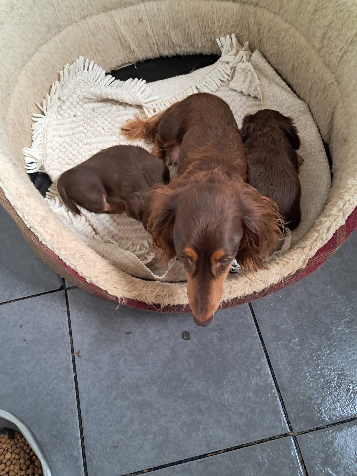 Dachshund Puppies
