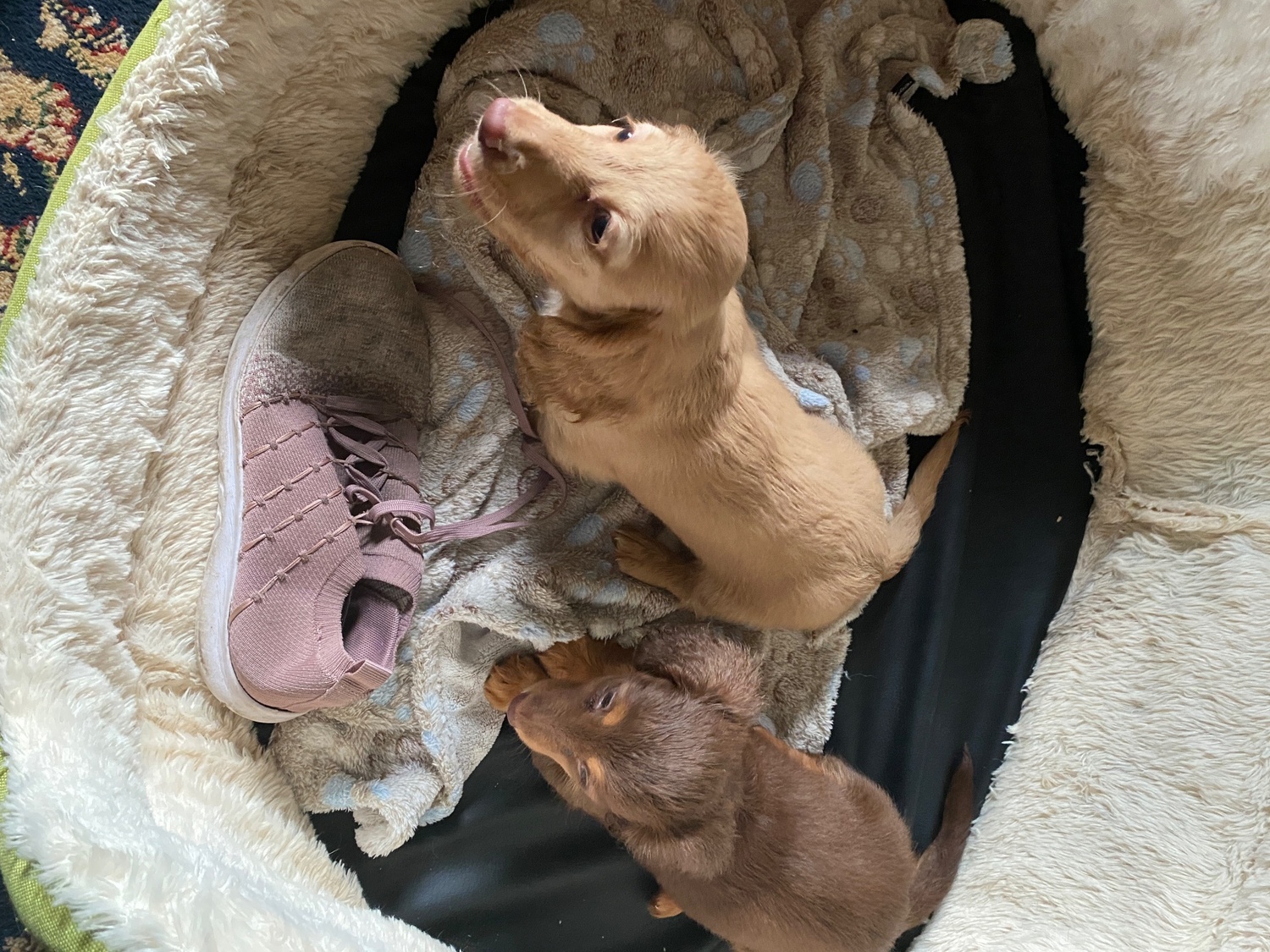 Dachshund - Beautiful long haired Dachshund puppies