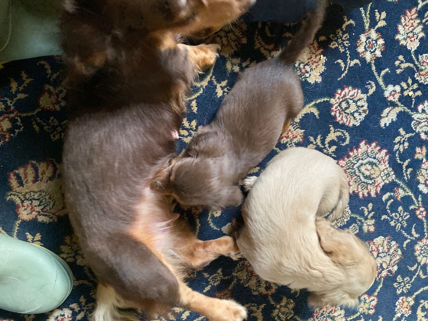 Beautiful long haired Dachshund puppies - Dachshund