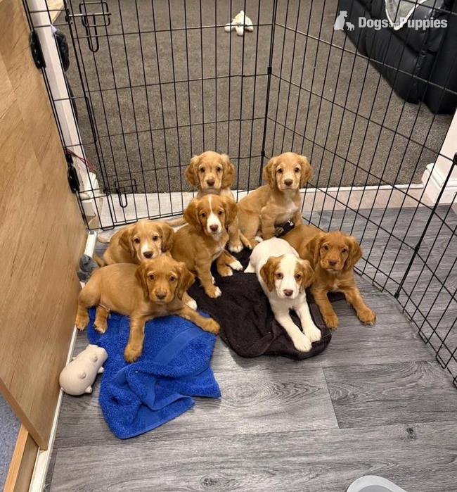 Beautiful Cocker Spaniel pups in {LOCATION}
