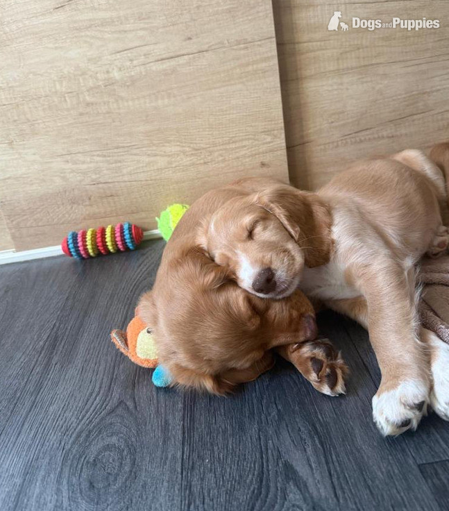 Cocker Spaniel