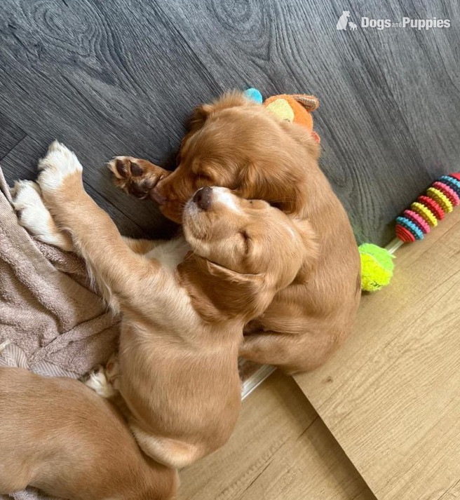 Cocker Spaniel Puppies