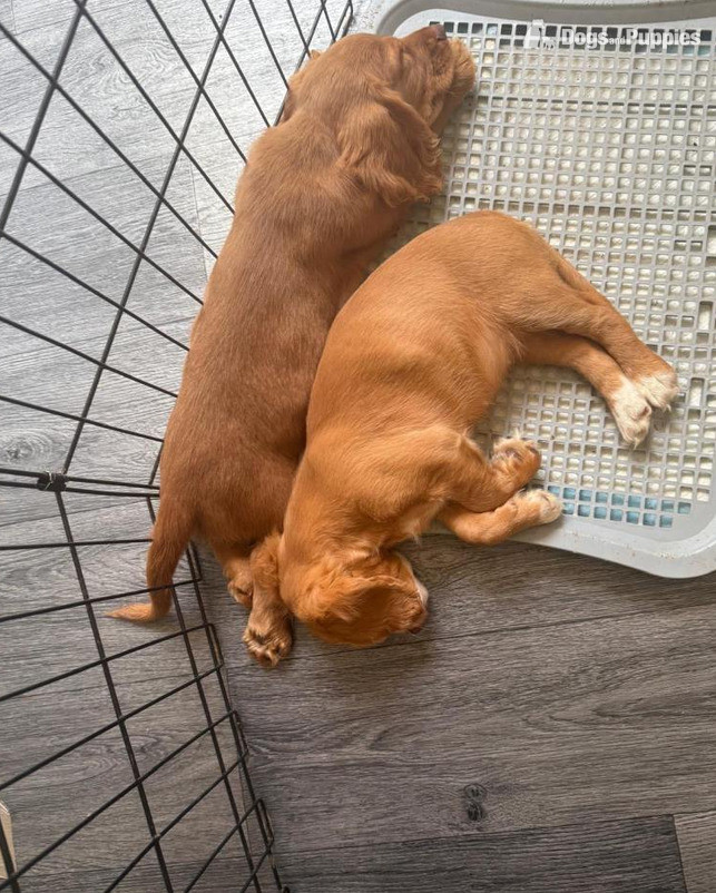 Cocker Spaniel - Beautiful Cocker Spaniel pups