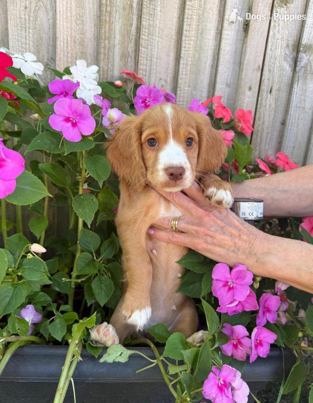 Beautiful Cocker Spaniel pups - Cocker Spaniel