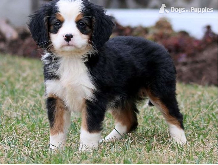 Bernese Mountain Puppies in {LOCATION}