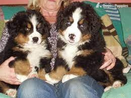 Bernese Mountain