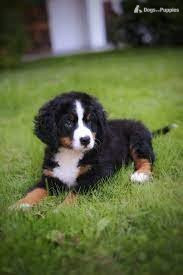 Bernese Mountain Puppies