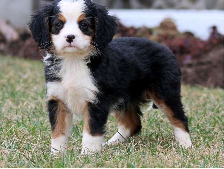 Bernese Mountain Puppies in {LOCATION}