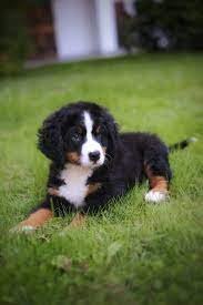 Bernese Mountain Puppies