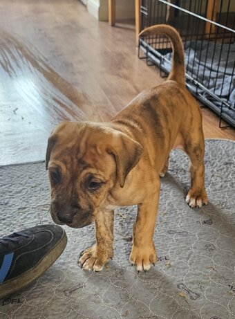 Bullmastiff cross puppies 
