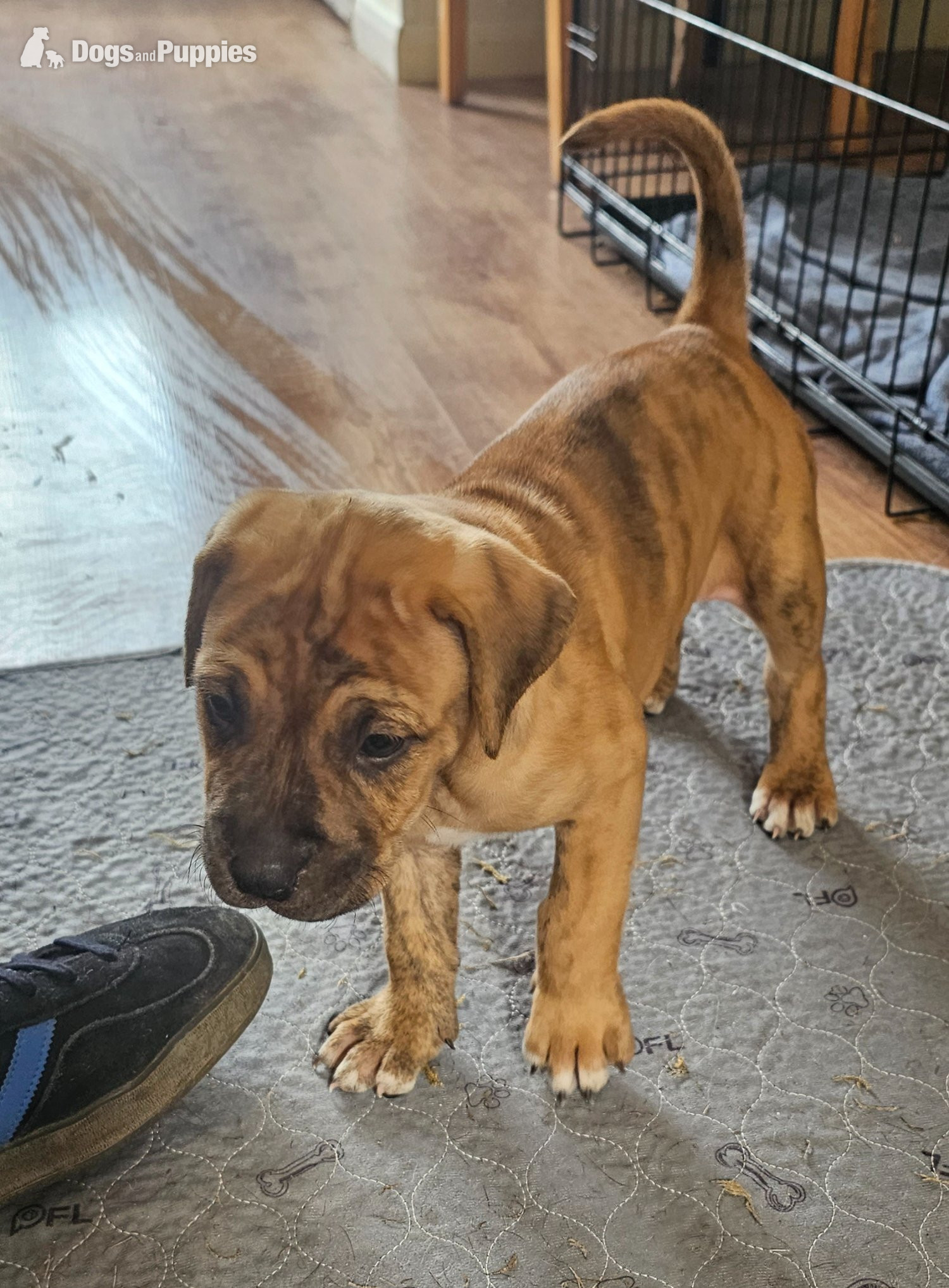 Bullmastiff cross puppies  in {LOCATION}