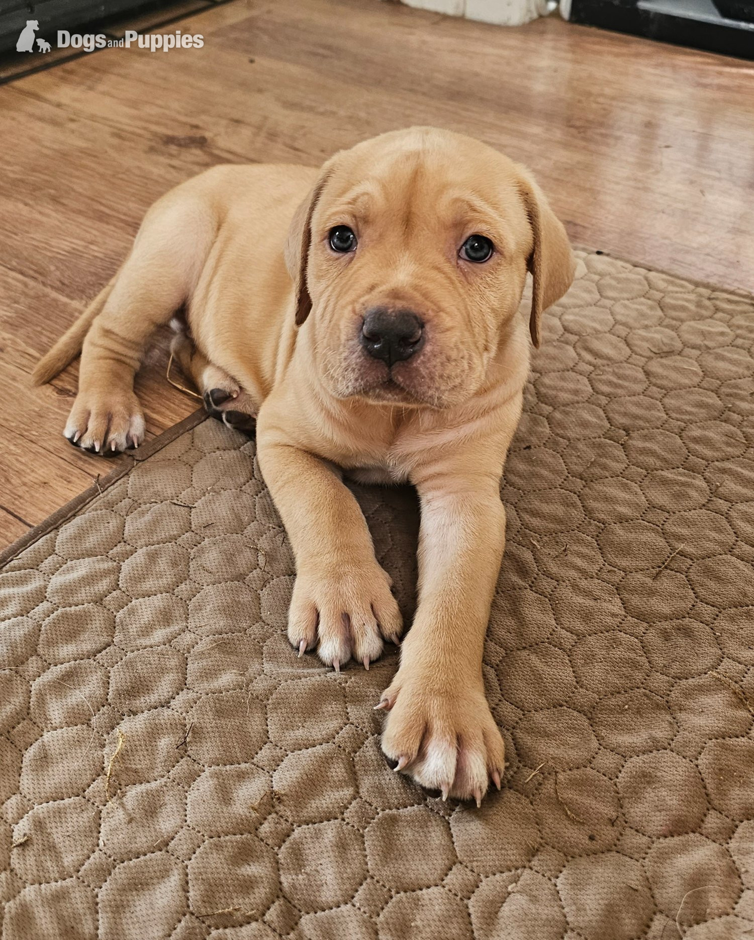 Bullmastiff Puppies