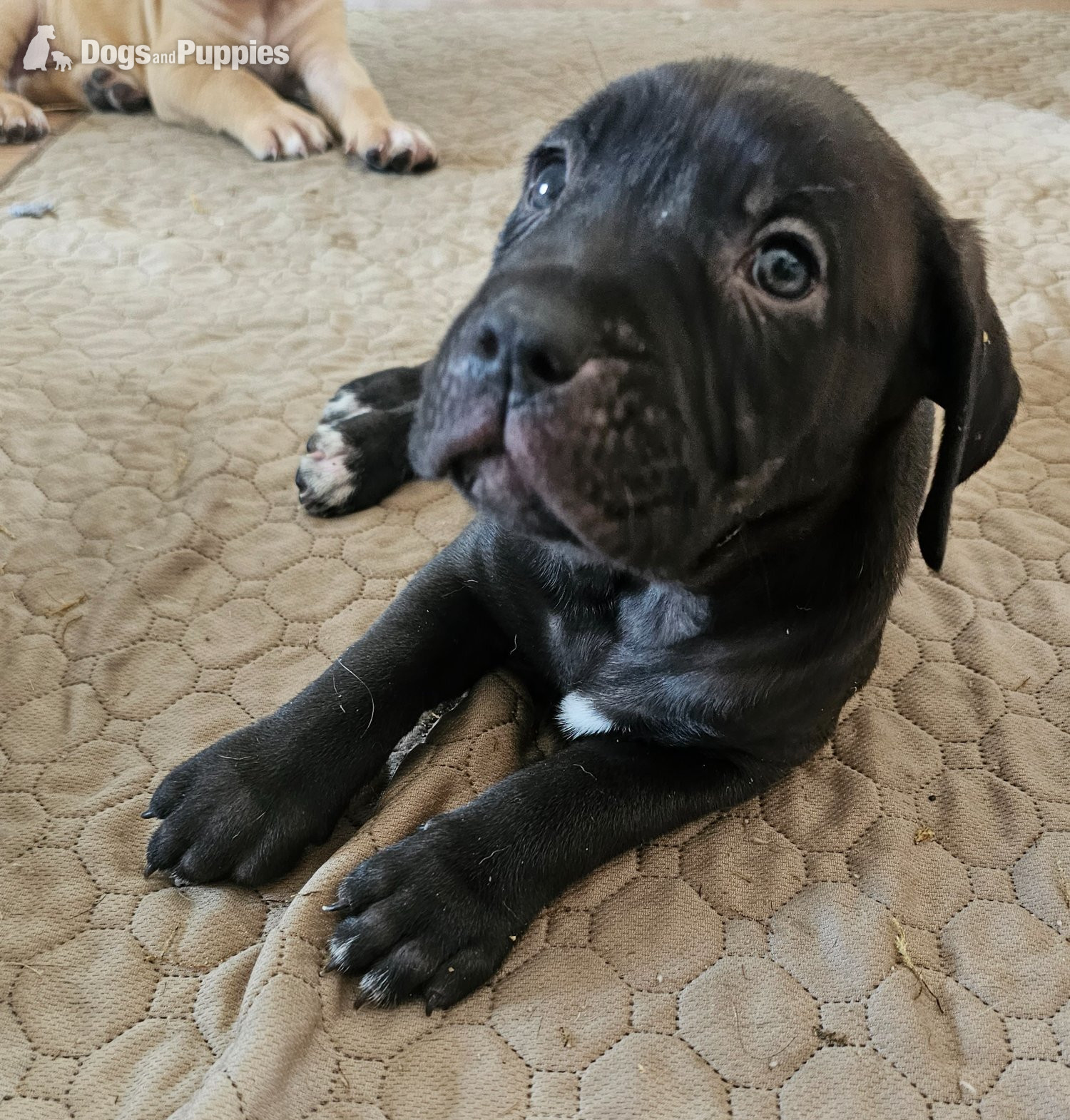 Bullmastiff - Bullmastiff cross puppies 