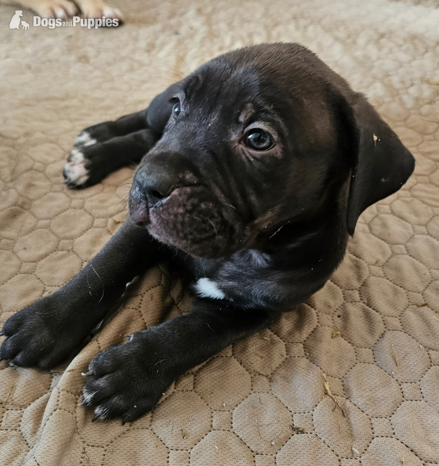 Bullmastiff cross puppies  - Bullmastiff