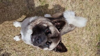 Beautiful American Akita 