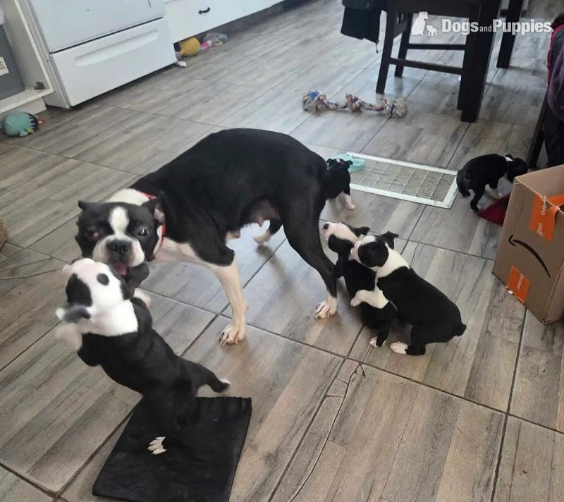 boston terriers full-breed in {LOCATION}