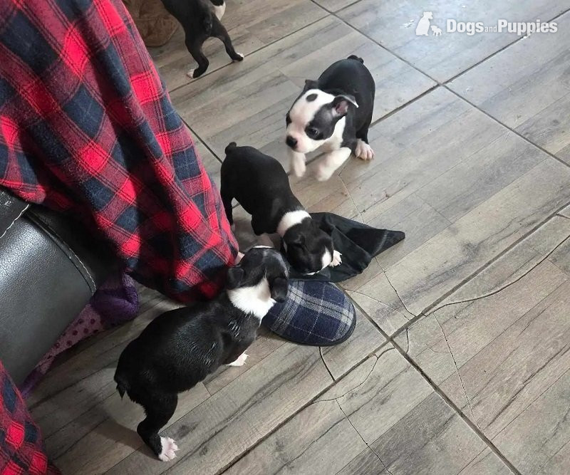 Boston Terrier