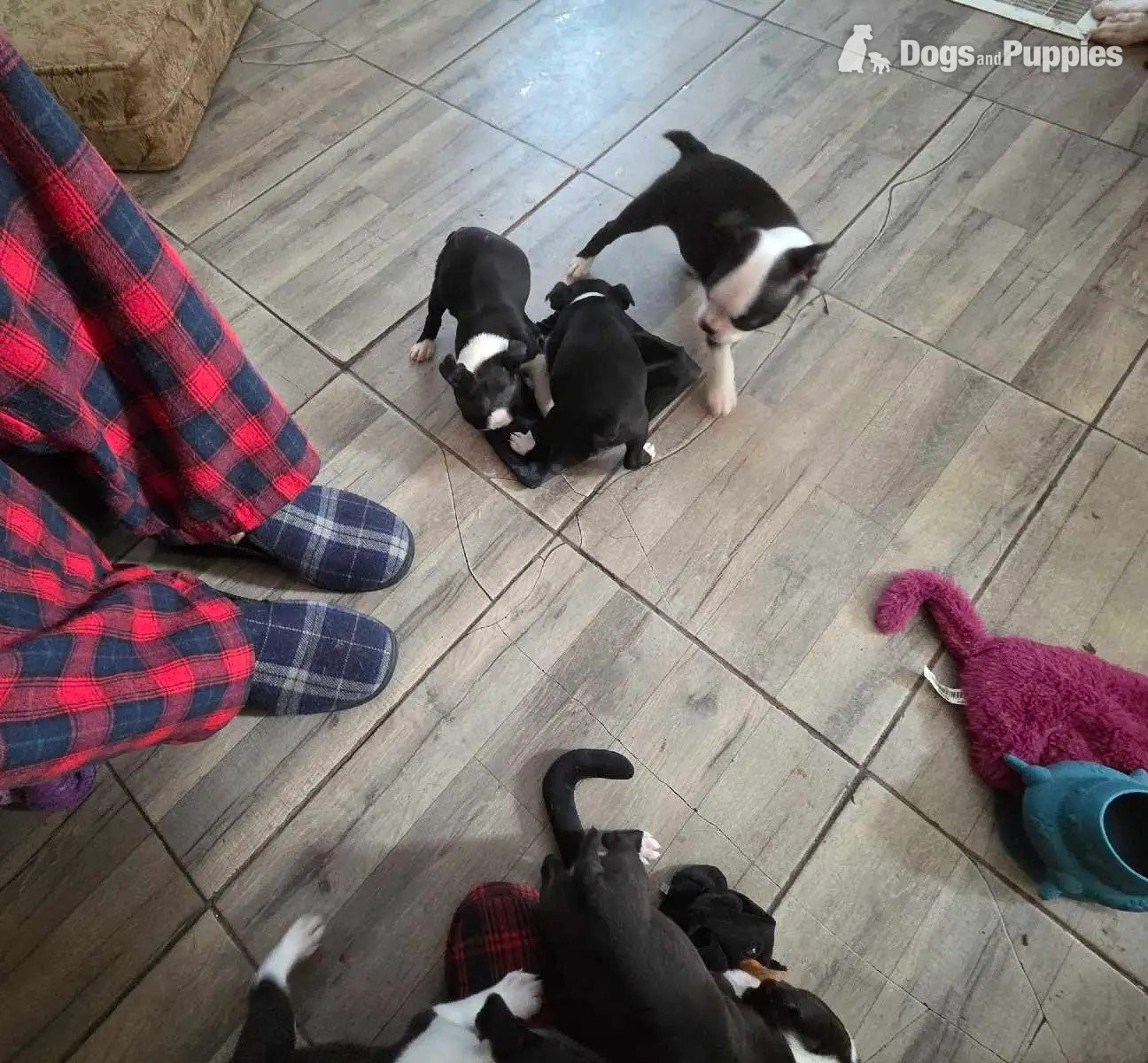 Boston Terrier Puppies